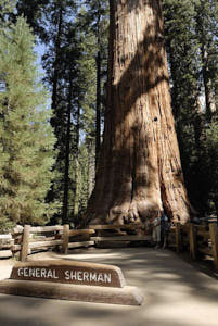 sequoia<br>NIKON D200, 20 mm, 100 ISO,  1/125 sec,  f : 5.6 